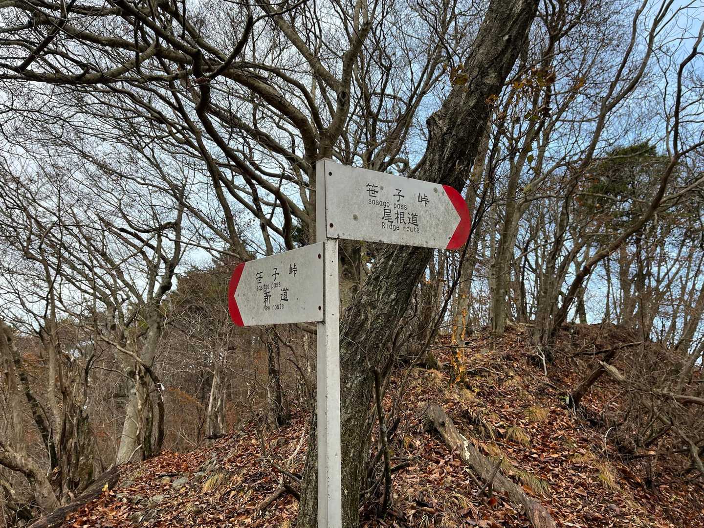帰りは新道(左)から。なだらかな道が続いてた。行き(右)のほうが険しかった。