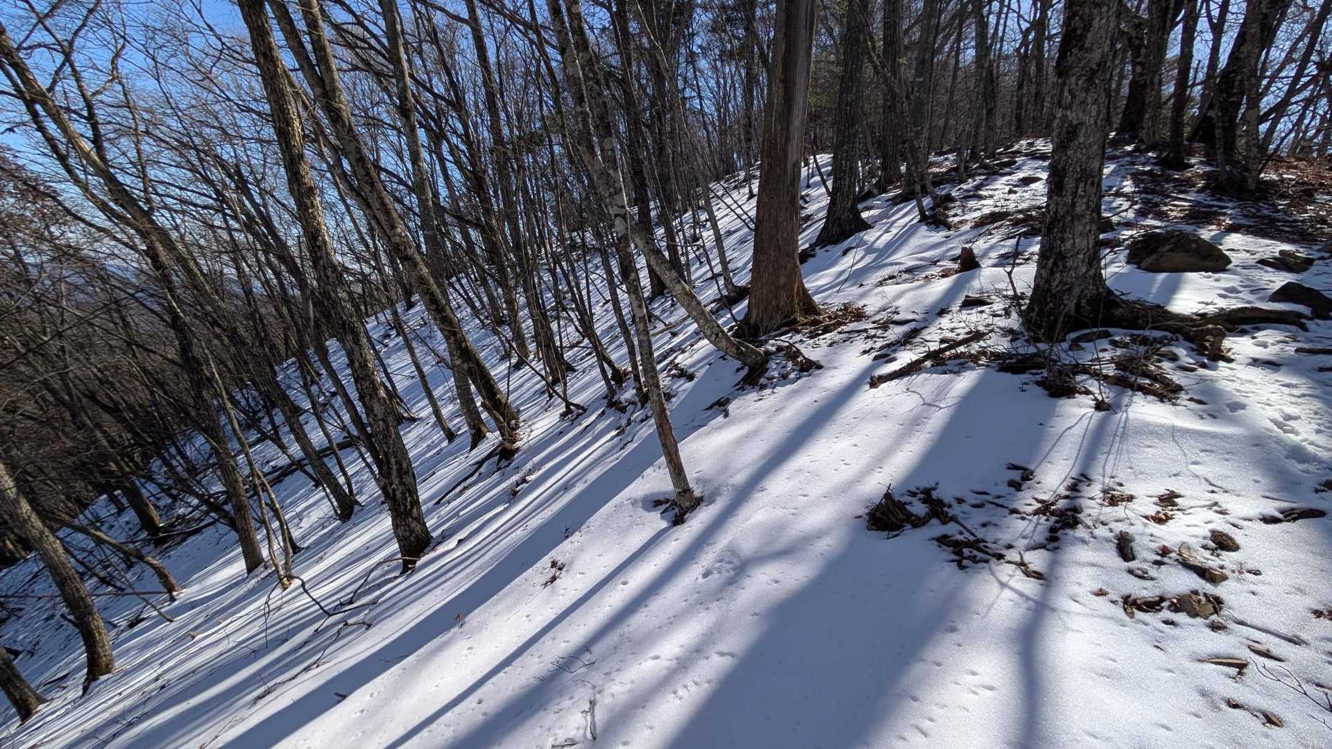 深山橋バス停-ヌカザス山-入小沢ノ峰-三頭山-ムシカリ峠 縦走コースの写真