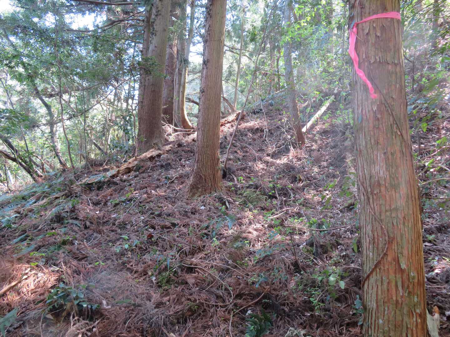 東斜面中尾根とりつき。
ここから山頂までほぼ直登。
かなりの急登です。