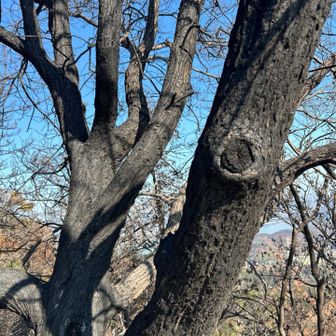 炭に成ってしまった木々が痛々しいです