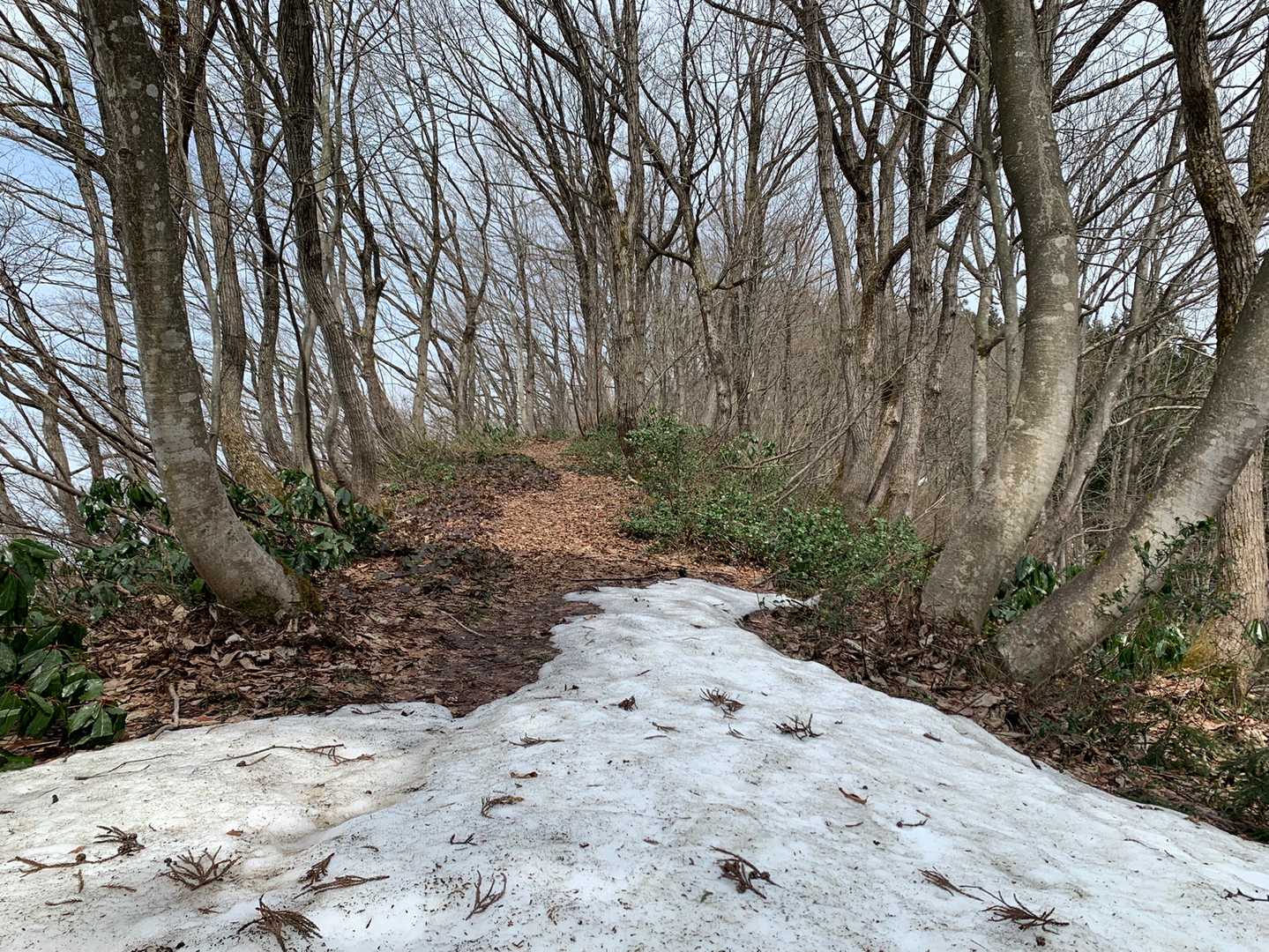 だいぶ雪が無くなった。