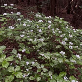 ちょくちょくコアジサイが咲いてます
花言葉は「忍耐強い愛」