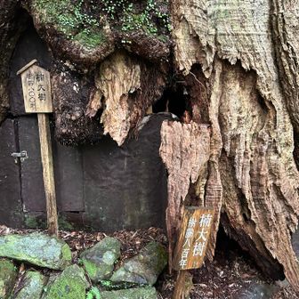 楠大樹🌲
幹に大きな穴があいてますが生きてる。
すごい生命力です🤩