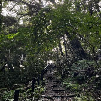 沖縄の御嶽(うたき)を思い出す雰囲気