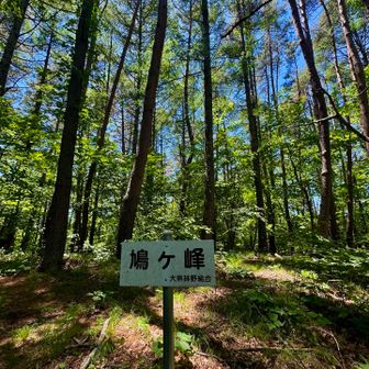 鳩ヶ峰…1,406m（初）

こちらは守屋山群とは離れた小ピークになります
