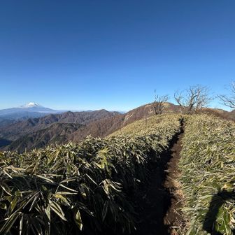 富士山を見ながらの稜線