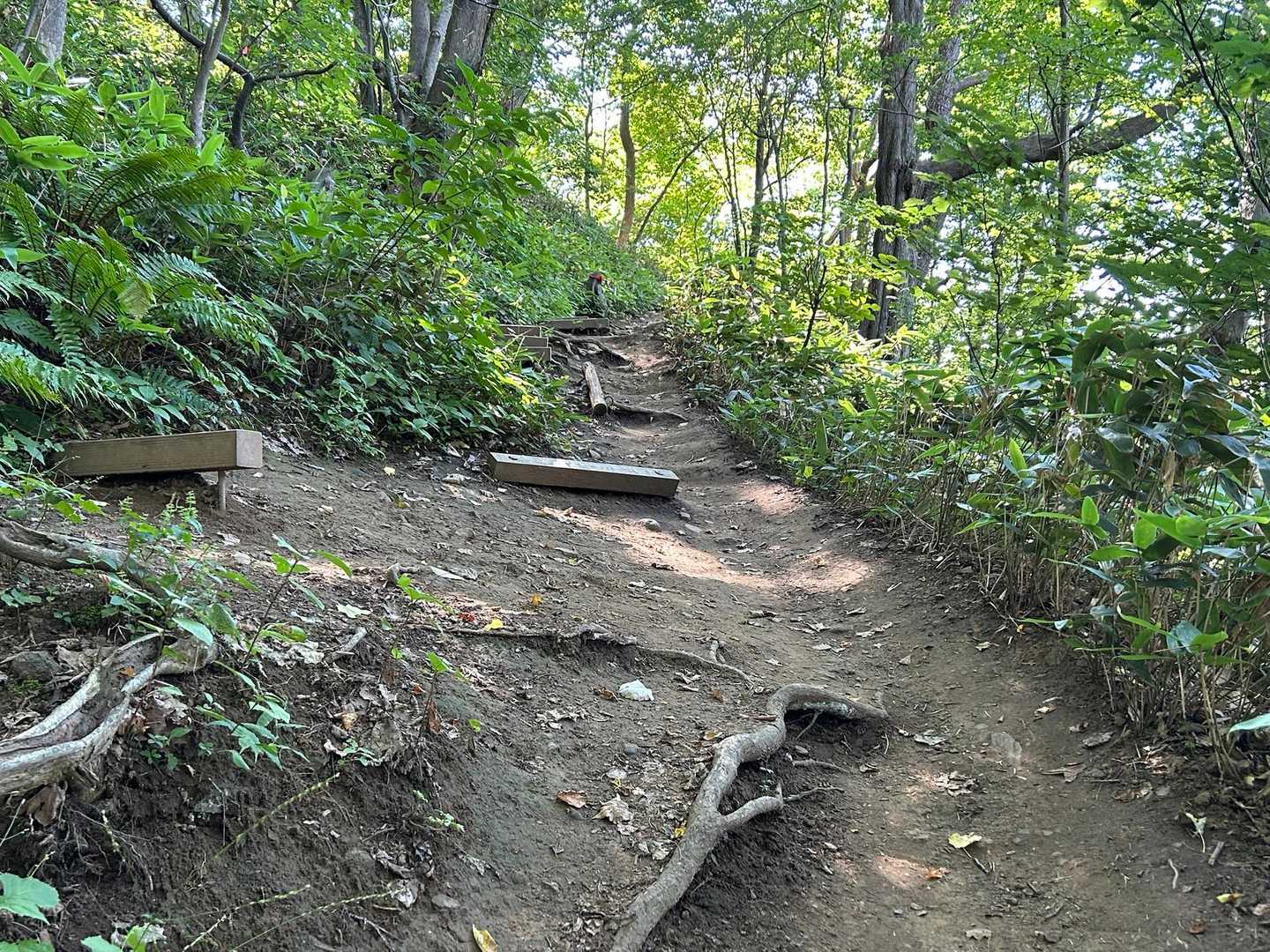 円山 往復コースの写真