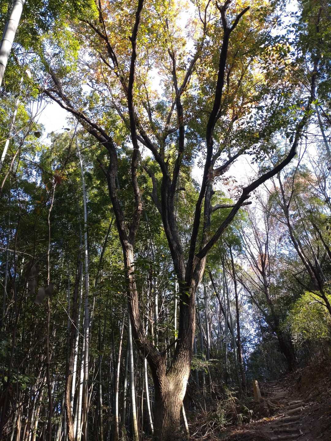 龍王宮-龍王山-祇園山 周回コースの写真