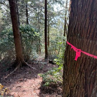 同じ道を帰らずに、ピンクテープを追ってみる。