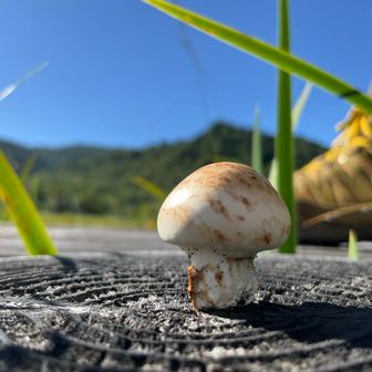 うー（ありま）