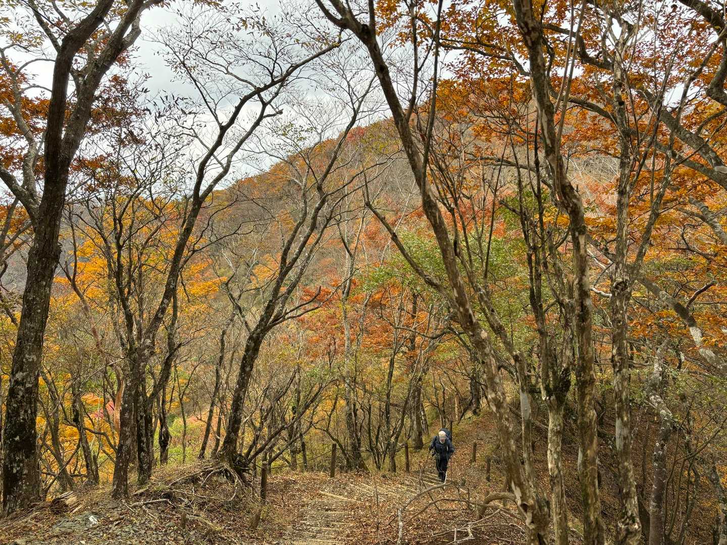 紅葉の尾根歩き楽しすぎる〜🥰
