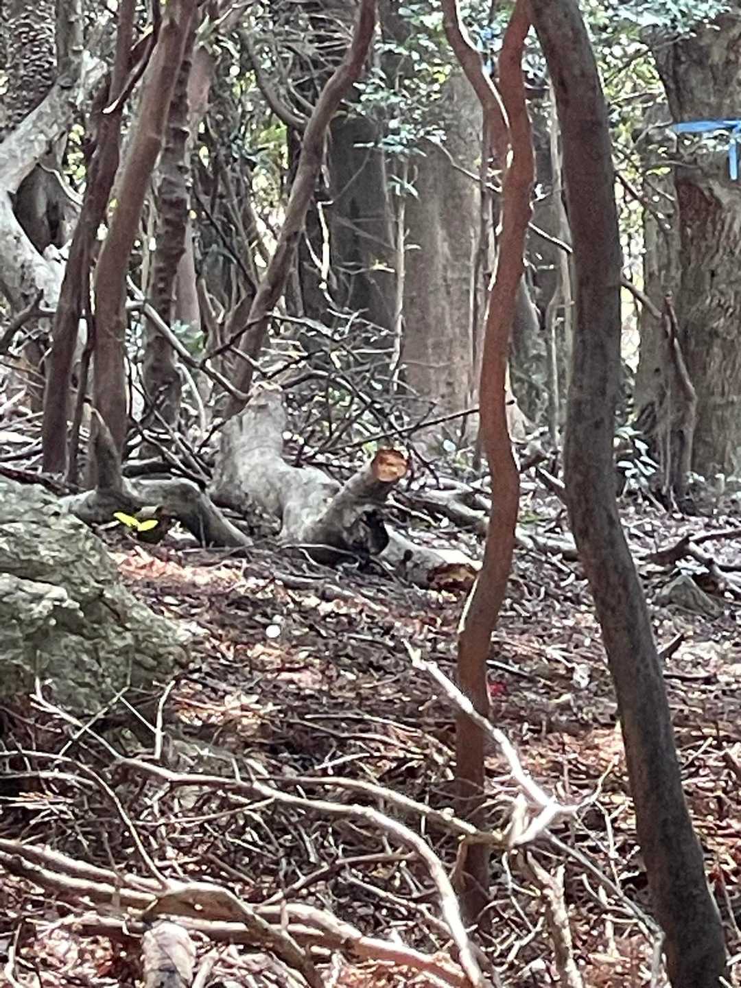 やっぱり小人に見えるなぁ、でも猿かも？
でも何か分かってきた😅