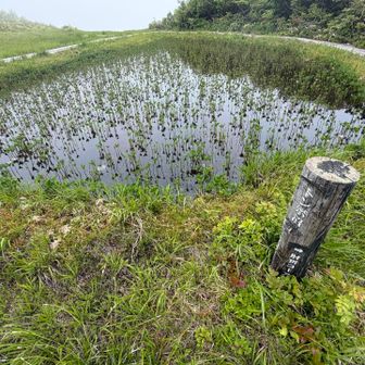 トンボ沼は肘折コースの出入口でもある
アクセス道路がどうなってるのか不明だが肘折大好き人間にとって魅力的である♨️

モウセンゴケを観て下山を開始する