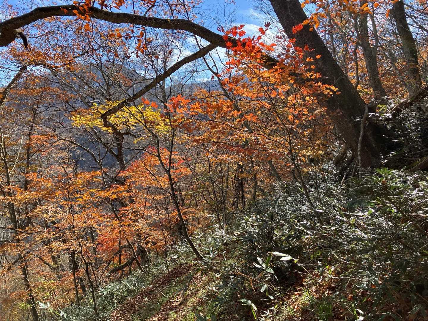 今年は見納めかな？