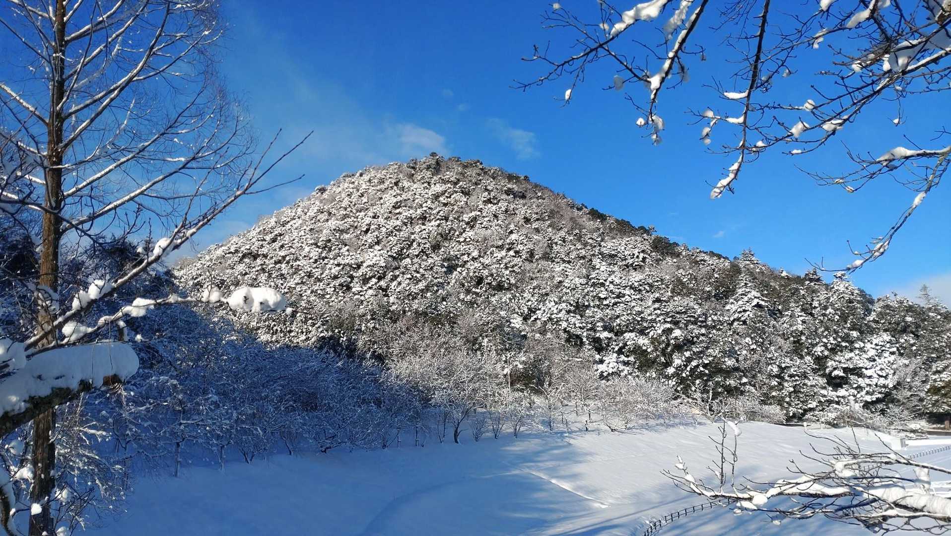 打吹山も雪化粧❄
