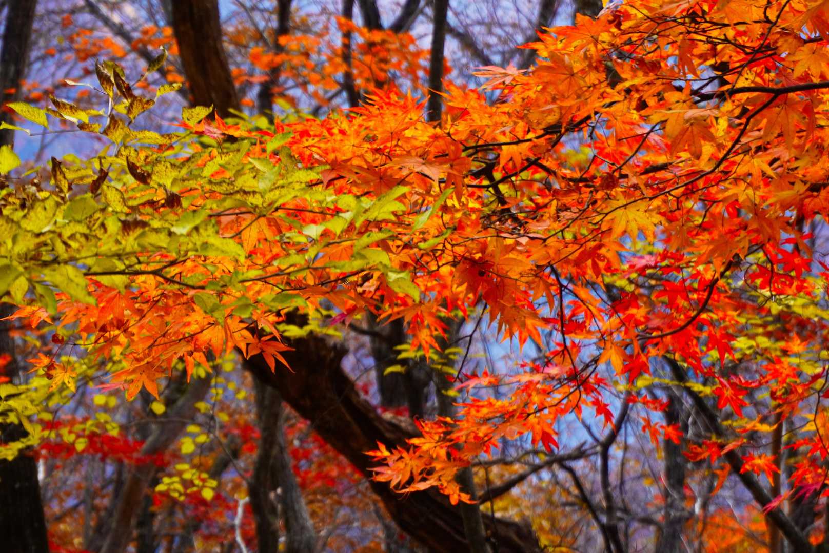下りながら 紅葉撮影 🍁