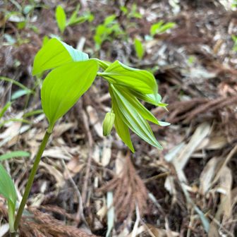 でもこんな出会いも🥰

アマドコロではなく
ホウチャクソウらしい
