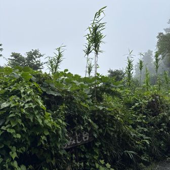 一瞬で食べ終わり。もみじ台，さようなら！