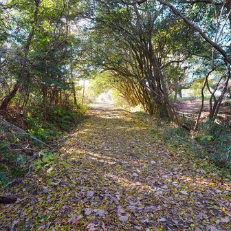 黄色い道。
地面が落ち葉で黄色くなっていますが、写真ではあまり分かりません😢