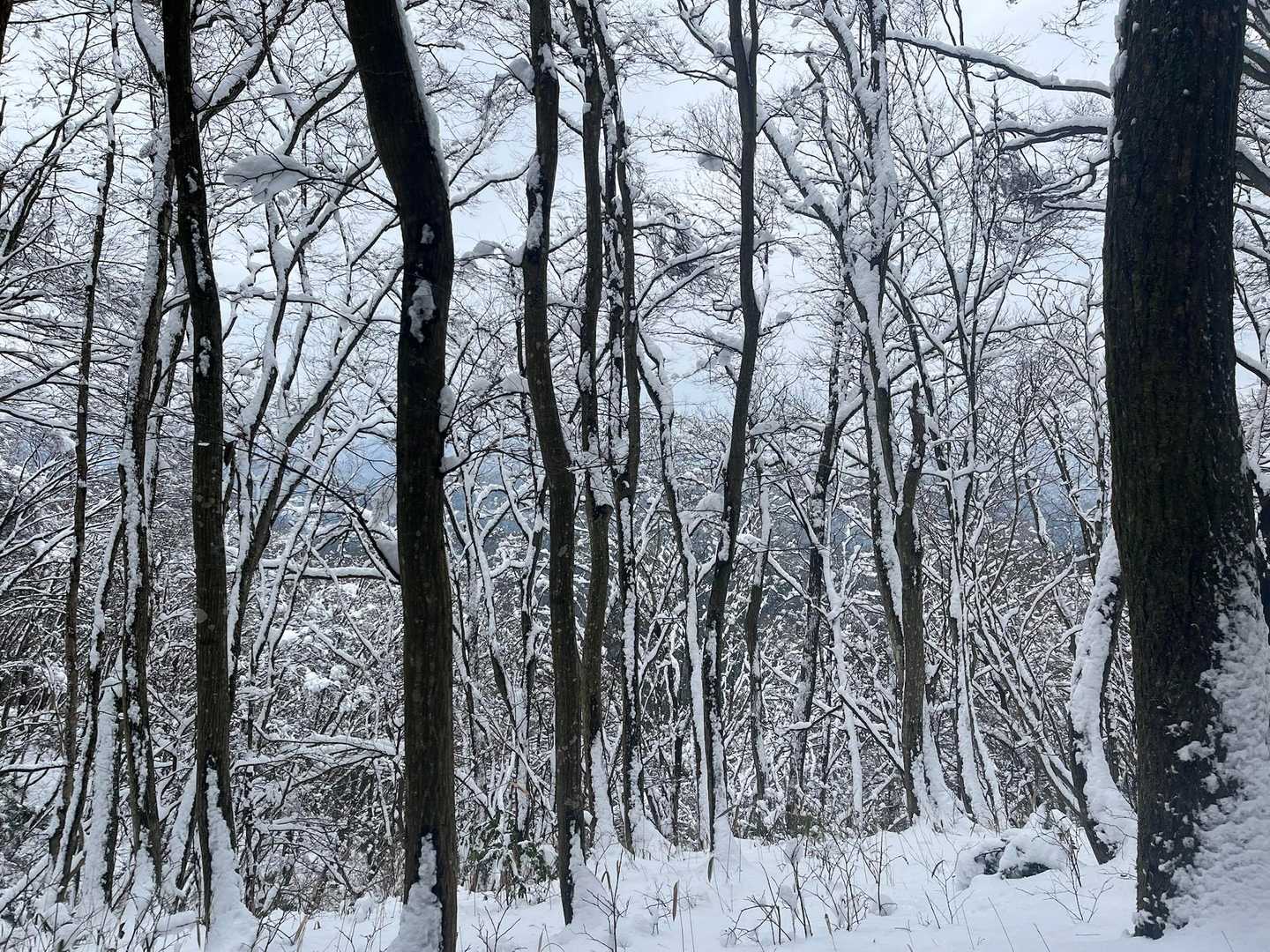 賤ヶ岳 往復コースの写真