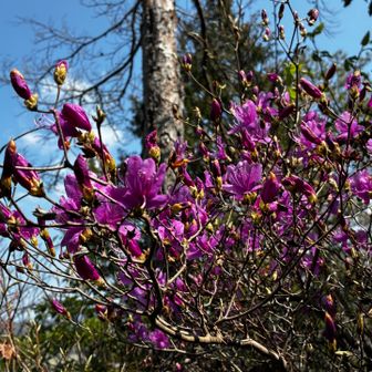ツツジも咲き始めてます💖