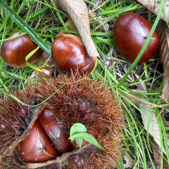 さすが丹波
自然の栗が大きい🌰