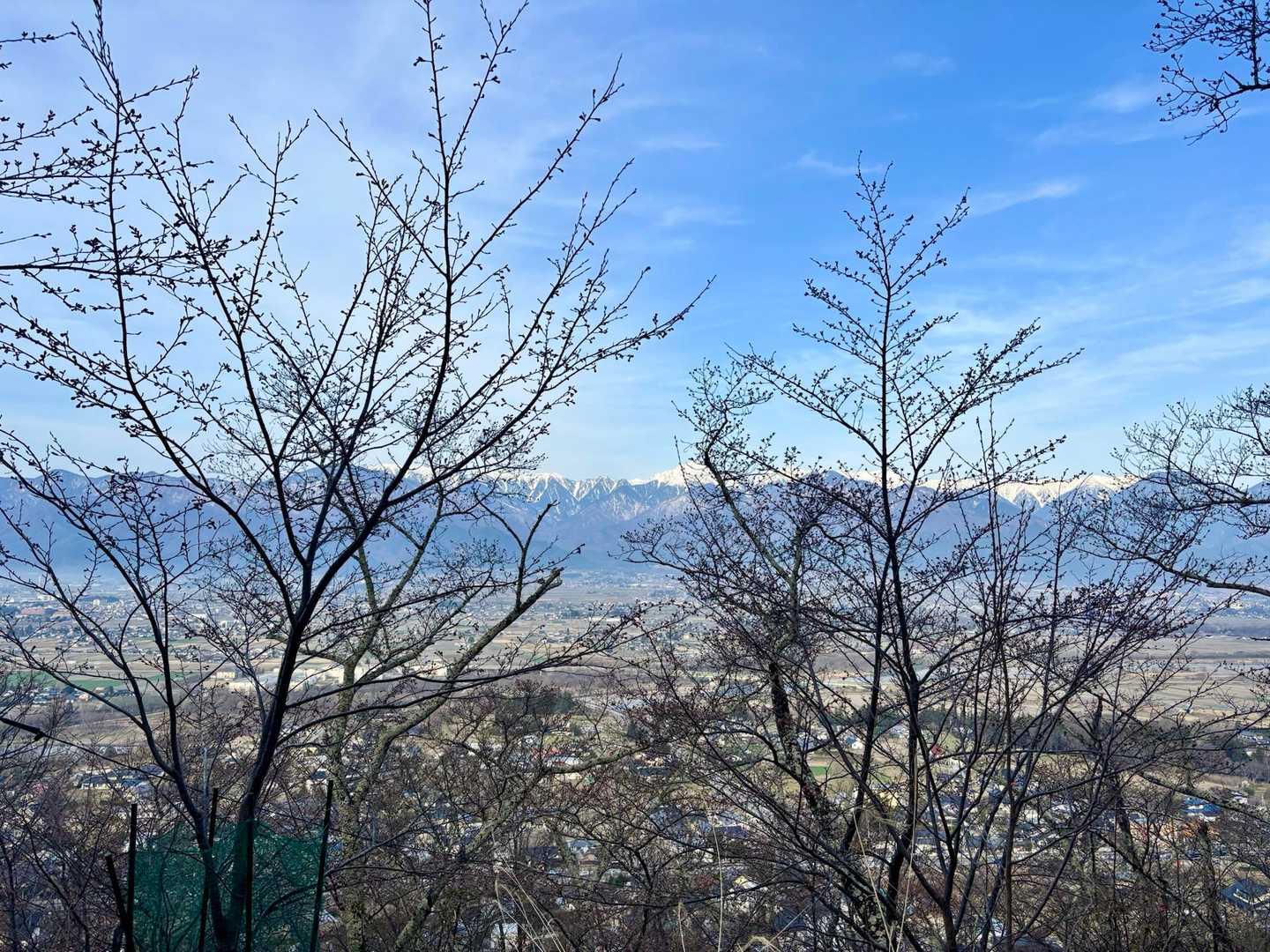 北アルプスが綺麗🤩桜の蕾がふっくらしてきてますね