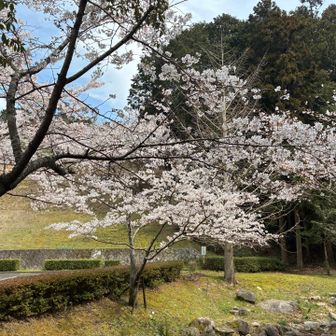 降りて来ました　桜が綺麗です🌸