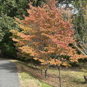車道をテクテク
紅葉も少し
