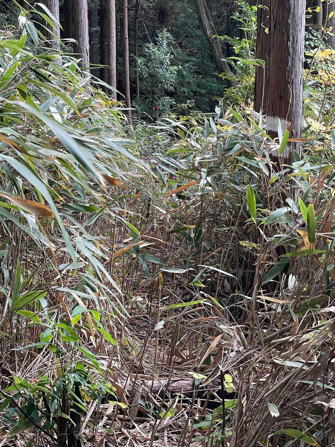 ここは短めの鬱蒼としたとこ

でもね、足元に注意して歩いた方がいいよ！
ちょうど足のスネの辺りでカットされたほそーーーい竹が、刺さる( ´•̥̥̥ω•̥̥̥`)
