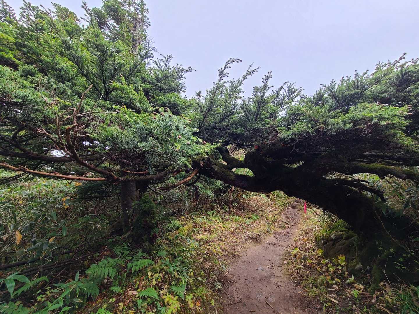 見事な🌲