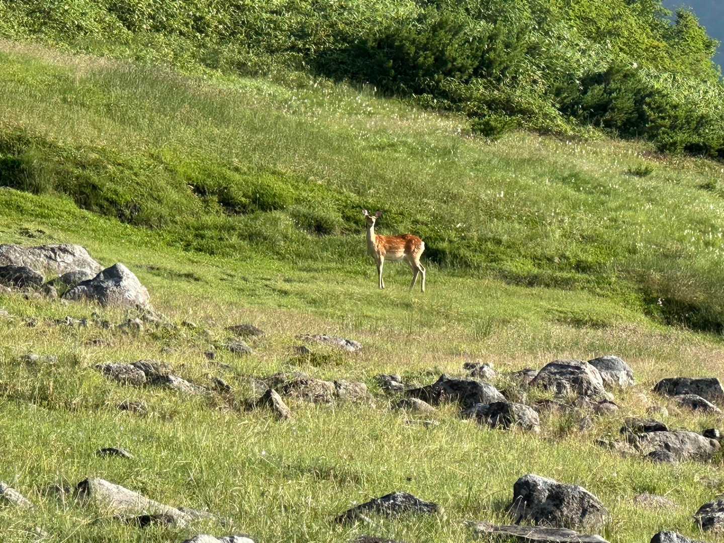 🦌見てます。こっち。