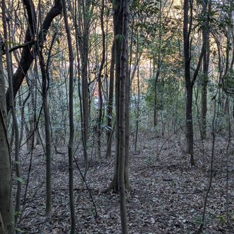 両崖山・仙人ヶ岳・石尊山 グレーゾーンは時々ニオイのする方に
なんとなく進む