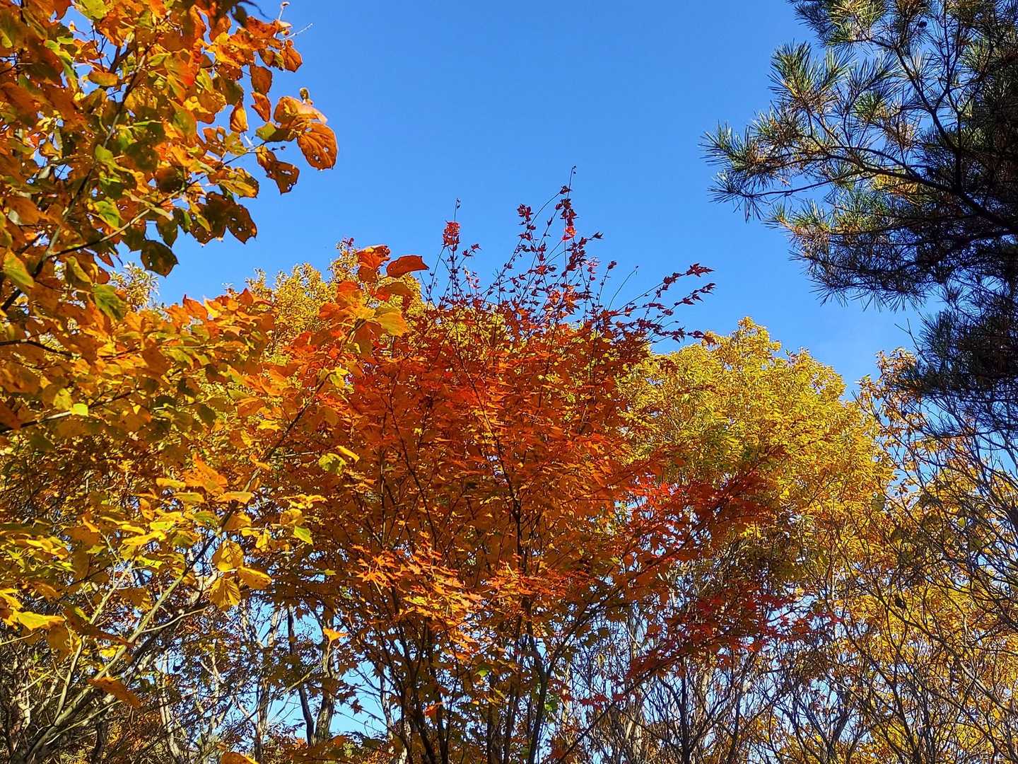 🍁