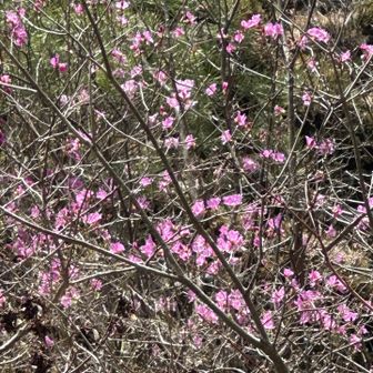 ゲンカイツツジ…🌸
もう  ミツバツツジが…😳っと驚いたが、「ゆうさん」さんの同日日記を見させて頂き、学ぶ…🙇‍♀️
Googleで更に調べる…1番先に咲き、絶滅危惧種だそうな…玄海灘に面した地域で多いので「玄海ツツジ」と命名❗️岩場に多く咲く❗️