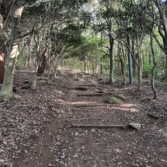 雰囲気の良い登山道