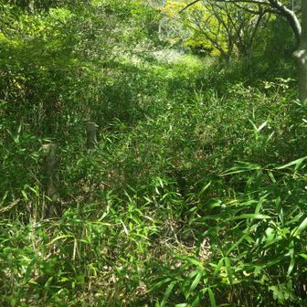 さっきの地点から山頂までは短く、ちゃんと階段になってましたが、しっかり籔化してました🌿