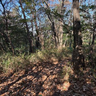 でこぼこ山山頂付近
