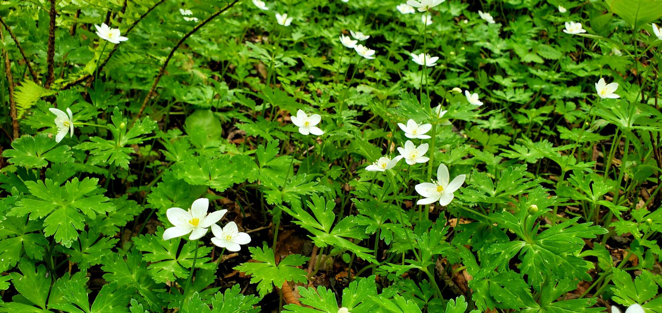 登山道には、ニリンソウが、此処彼処に群生してました…(*^^*)