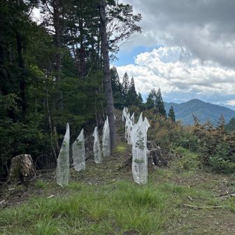 ここを進む。