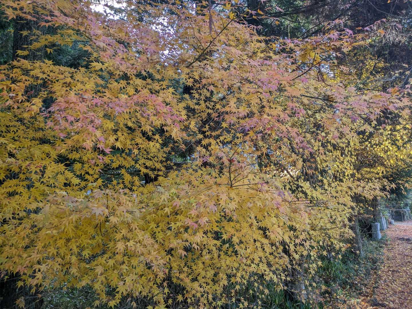 🍁黄色が残ってました