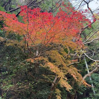 後谷コース手前の紅葉🍁