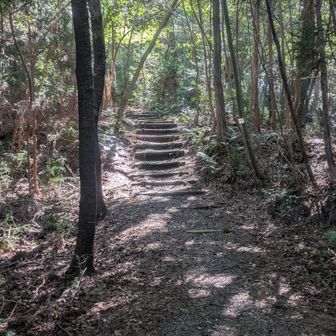 頂上まで木段を登ります