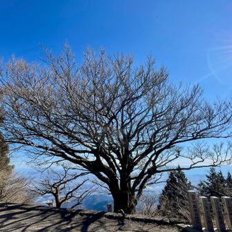 山頂の御神木、雨降木
落葉するとその立派な枝振りが良くわかります