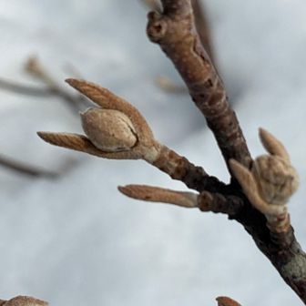 オオカメノ木芽😻

娘(46ちゃい)の二歳児の頃のバンザーイを思い出しました♪