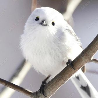 💖🐰Roco🐰💖