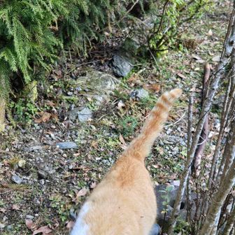 ゲザ風呂は
ちからの湯
併設の産直で
岡山では珍しい
海老芋やら
お野菜買って
ダッシュ帰宅
が、
毎度の兵庫県に入ると睡魔が