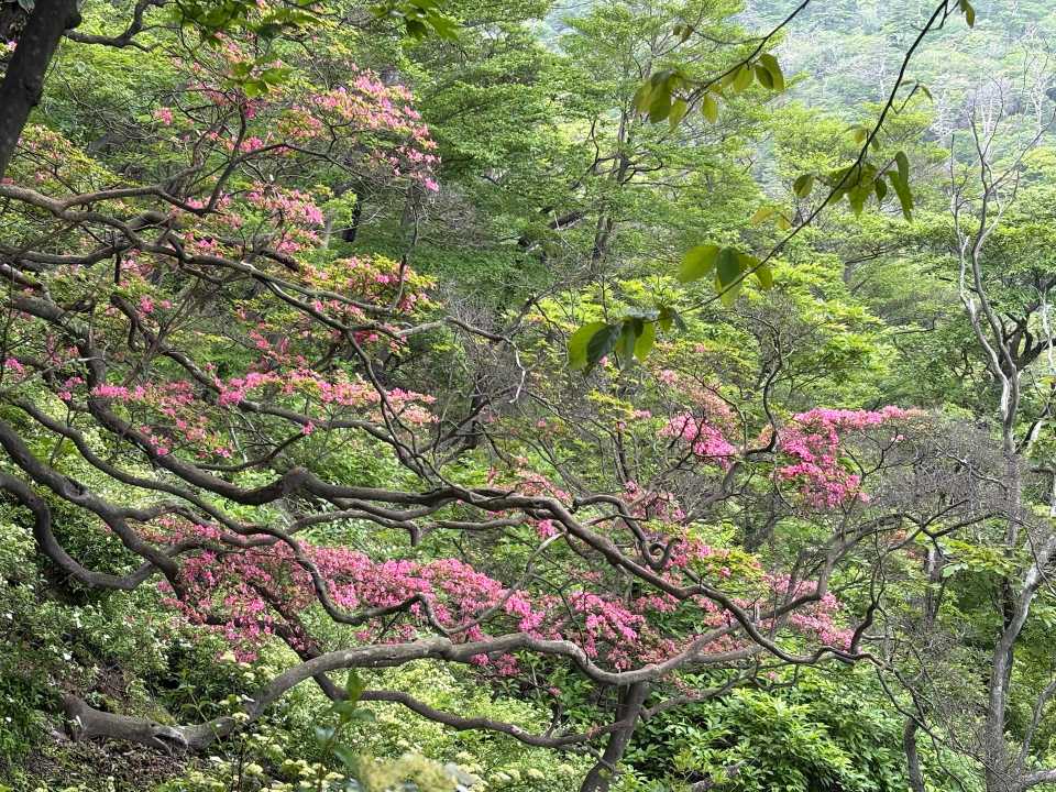 2026.05.30 宮崎県 竜王山  / hasyumamiさんのモーメント | YAMAP
