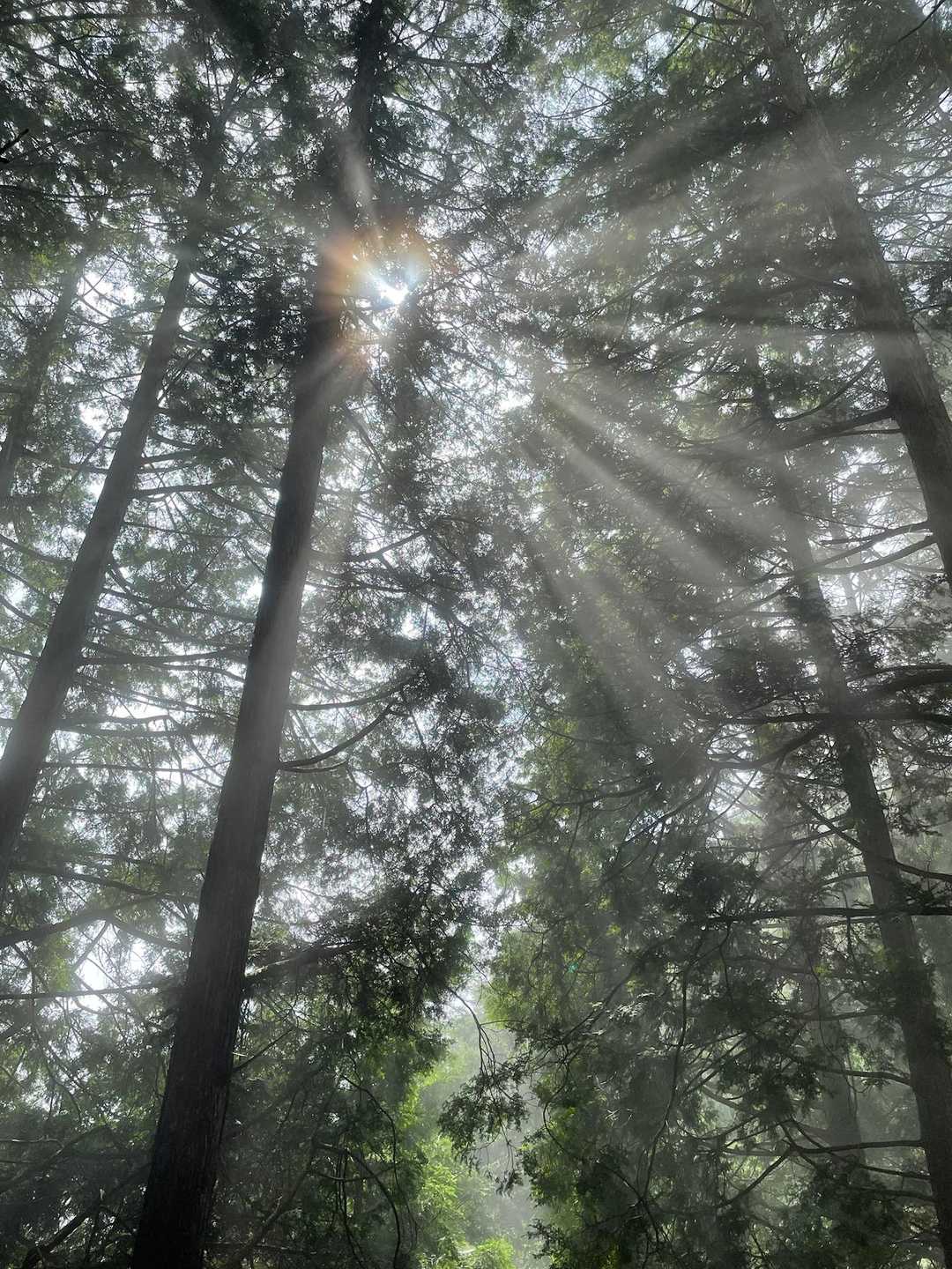 奥宮参道入口（雲取山登山口）-妙法ヶ岳 往復コースの写真