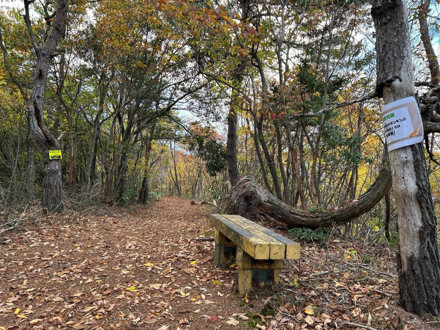 若須岳 往復コースの写真